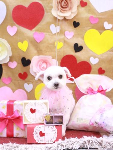 20230224うららちゃん